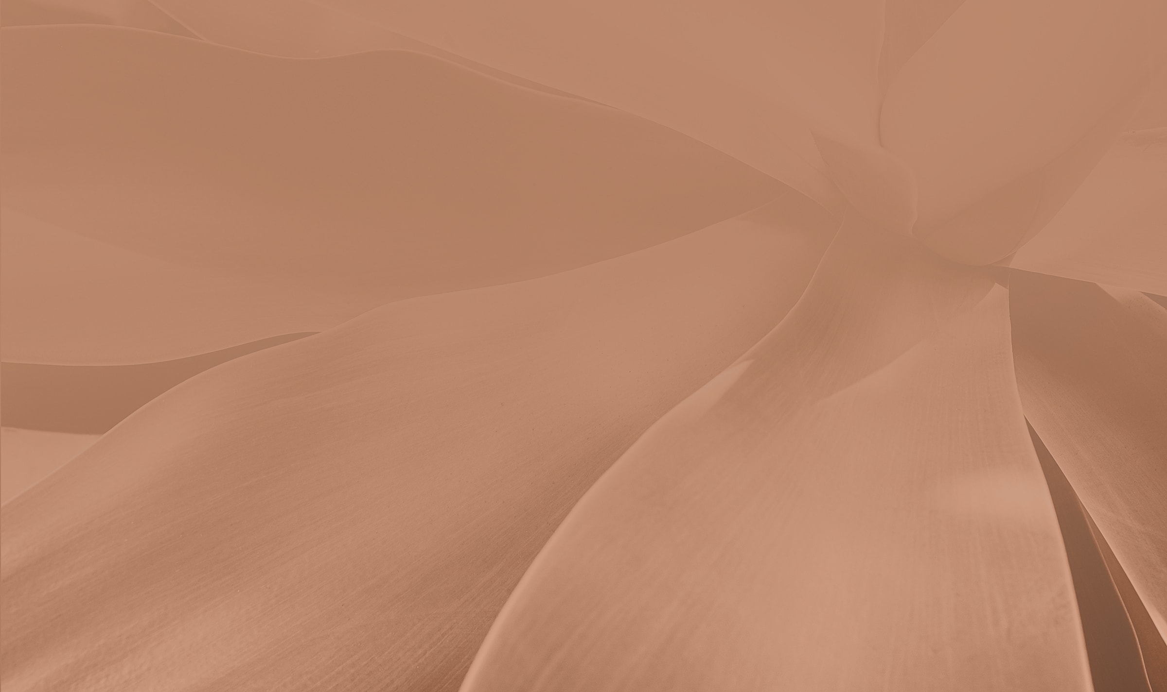 Abstract soft peach petals background texture.