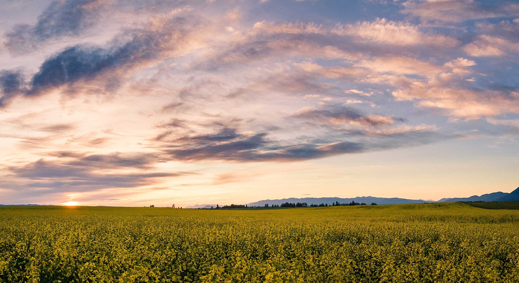 Vast yellow field under colorful sunset sky.